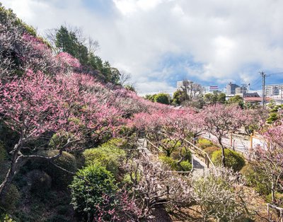 🌸 이케가미 매화원 (이케가미 바이엔)